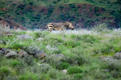Zebra hodi po visoki travi, v ozadju greben. Namibija.