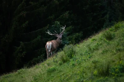 Jelen stoji na strmem travnatem pobočju v ozadju temen gozd.